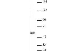 GATA-4 antibody (pAb) tested by Western blot. (GATA4 antibody  (C-Term))