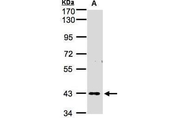 ZNF211 antibody