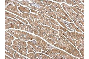 IHC-P Image DDB1 antibody [C3], C-term detects DDB1 protein at cytosol and nucleus on mouse heart by immunohistochemical analysis. (DDB1 antibody  (C-Term))
