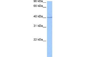 WB Suggested Anti-SP6 Antibody Titration:  0. (SP6 antibody  (C-Term))