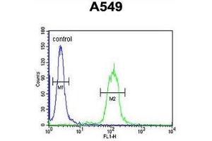 CLU Antibody (N-term) flow cytometric analysis of A549 cells (right histogram) compared to a negative control cell (left histogram).
