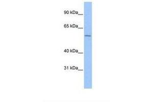 ZNF596 antibody  (C-Term)