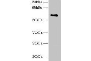 Western blot All lanes: CWF19L1 antibody at 4 μg/mL + Raji whole cell lysate Secondary Goat polyclonal to rabbit IgG at 1/10000 dilution Predicted band size: 61, 28, 46 kDa Observed band size: 61 kDa (CWF19L1 antibody  (AA 101-330))