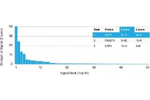 Analysis of Protein Array containing more than 19,000 full-length human proteins using NGFR Mouse Monoclonal Antibody (NGFR/1964). (NGFR antibody  (AA 281-421))