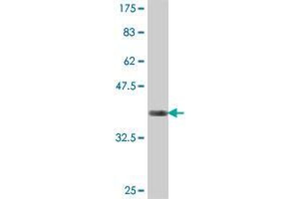 PCDHA3 antibody  (AA 180-287)
