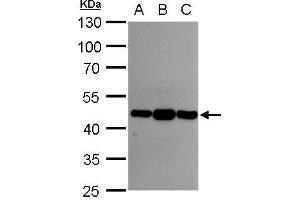 WB Image Asporin antibody [N3C1], Internal detects Asporin protein by western blot analysis. (Asporin antibody)
