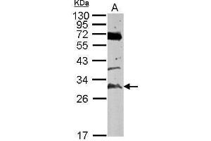 WB Image Sample (50 ug of whole cell lysate) A: mouse testis 12% SDS PAGE antibody diluted at 1:500 (TATDN3 antibody  (Center))