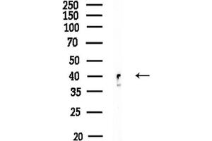 Western blot analysis of lysates from HUVEC cells, using CSNK2 Antibody at 1/1000 dilution.