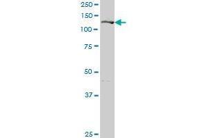 GIT2 MaxPab polyclonal antibody. (GIT2 antibody  (AA 1-471))
