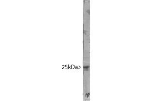 Blot of crude HeLa cell extract stained with MCS-1F3. (HMGB1 antibody)