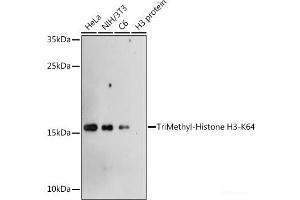 Western blot analysis of extracts of various cell lines using TriMethyl-Histone H3-K64 Polyclonal Antibody at dilution of 1:1000. (Histone 3 antibody  (3meLys64))