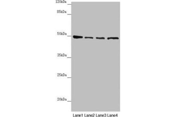 AP1M1 antibody  (AA 1-160)