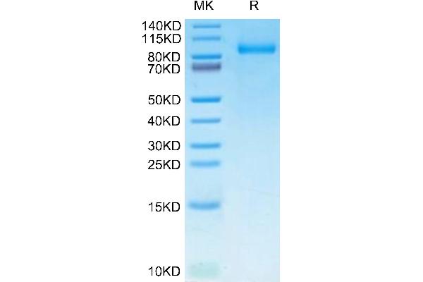 CSF3R Protein (AA 25-627) (His tag)