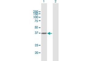 Western Blot analysis of IL2RA expression in transfected 293T cell line by IL2RA MaxPab polyclonal antibody. (CD25 antibody  (AA 1-272))