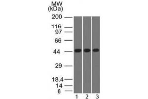 Western blot of K562 and HEK293 cell lysates using Napsin-A antibody (NAPSA/1238) (NAPSA antibody)