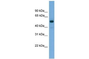 WB Suggested Anti-FSCN3 Antibody Titration: 0. (Fascin 3 antibody  (Middle Region))
