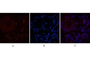 Immunofluorescence analysis of human appendix tissue. (NF-kB p65 antibody)
