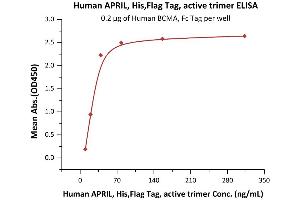 Immobilized Human BCMA, Fc Tag (ABIN2180645,ABIN2180644) at 2 μg/mL (100 μL/well) can bind Human APRIL, His,Flag Tag, active trimer (ABIN6972945) with a linear range of 10-39 ng/mL (QC tested). (TNFSF13 Protein (AA 111-250) (His tag,DYKDDDDK Tag))