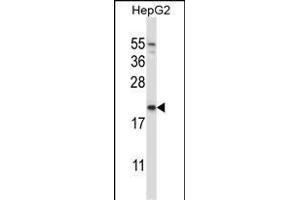 NDUFAF2 Antibody (Center) (ABIN657264 and ABIN2846359) western blot analysis in HepG2 cell line lysates (35 μg/lane). (NDUFAF2 antibody  (AA 71-99))