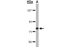 Image no. 1 for anti-Frizzled Family Receptor 3 (FZD3) (AA 1-62) antibody (ABIN467386) (FZD3 antibody  (AA 1-62))