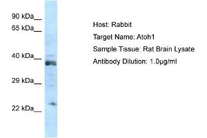 Host: Rabbit Target Name: ATOH1 Sample Tissue: Rat Brain Antibody Dilution: 1ug/ml