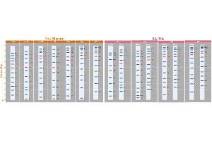 SDS-PAGE (SDS) image for ExcelBand™ 3-color High Range Protein Marker (ABIN5662600)