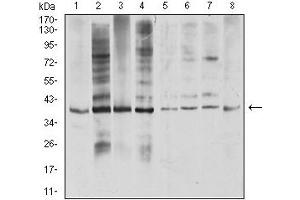 Western blot analysis using TNFSF11 mouse mAb against COS7 (1), Hela (2), U937 (3), HL-60 (4), Raji (5), Ramos (6), Jurkat (7), and SW480 (8) cell lysate. (RANKL antibody  (AA 74-308))