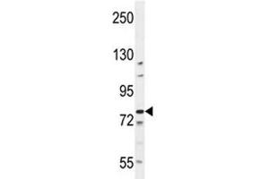BCL11B antibody western blot analysis in K562 lysate (BCL11B antibody  (AA 307-334))