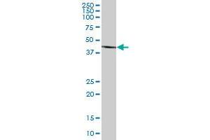 BHMT2 MaxPab polyclonal antibody. (BHMT2 antibody  (AA 1-363))