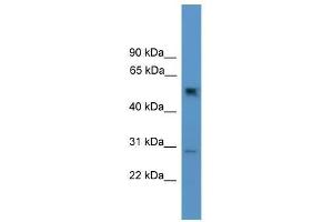 Ppp2r2c antibody used at 0.