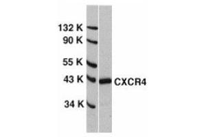 Western blot analysis of CXCR4 in HeLa whole cell lysate with AP30266PU-N CXCR4 antibody at 0. (CXCR4 antibody  (N-Term))