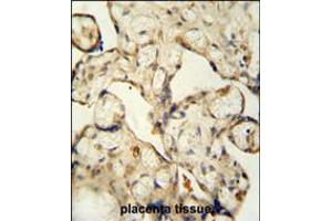 LCA5L antibody immunohistochemistry analysis in formalin fixed and paraffin embedded human placenta tissue followed by peroxidase conjugation of the secondary antibody and DAB staining. (LCA5L antibody  (C-Term))