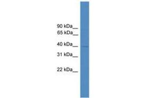 Image no. 1 for anti-Nuclear Factor (Erythroid-Derived 2), 45kDa (NFE2) (N-Term) antibody (ABIN6746026) (NFE2 antibody  (N-Term))