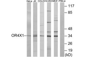Western blot analysis of extracts from HeLa cells, Jurkat cells, COLO cells, HUVEC cells and MCF-7 cells, using OR4X1 antibody. (OR4X1 antibody  (C-Term))