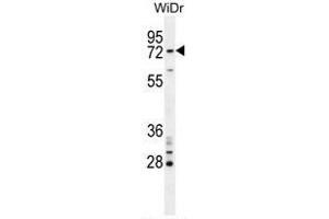 BARD1 Antibody (N-term) western blot analysis in WiDr cell line lysates (35µg/lane).