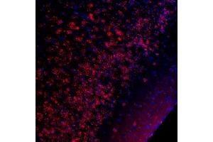Immunostaining of CREB Ser133 (red) in mouse piriform cortex. (CREB1 antibody  (pSer133))