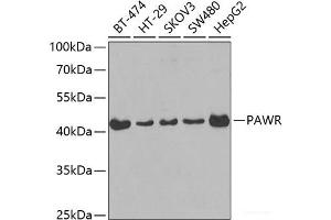 Western blot analysis of extracts of various cell lines using PAWR Polyclonal Antibody at dilution of 1:400. (PAWR antibody)