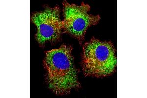 Immunofluorescent analysis of 4 % paraformaldehyde-fixed, 0.