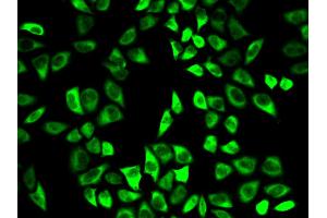 Immunofluorescence analysis of HeLa cell using PRDX6 antibody. (Peroxiredoxin 6 antibody)