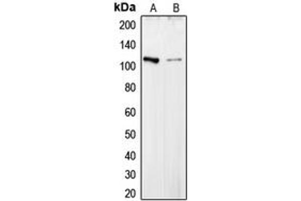COL6A2 antibody  (Center)