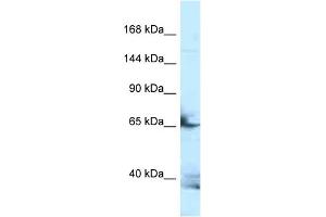 Western Blotting (WB) image for anti-Follistatin-Like 4 (FSTL4) (N-Term) antibody (ABIN2435938) (FSTL4 antibody  (N-Term))