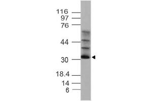 Image no. 1 for anti-Solute Carrier Family 25, Member 27 (SLC25A27) (AA 150-320) antibody (ABIN5027622) (SLC25A27 antibody  (AA 150-320))