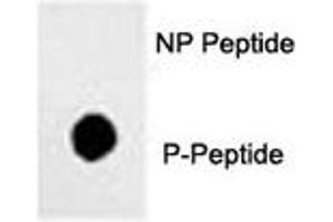 Dot blot analysis of phos-Sox2 antibody.