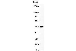Western blot testing of C/EBP beta antibody and recombinant human protein (0.