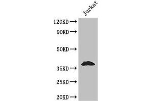 Western Blot Positive WB detected in: Jurkat whole cell lysate All lanes: MCL1 antibody at 3. (MCL-1 antibody  (AA 19-244))