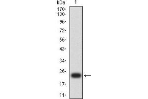 Western blot analysis using MUC2 mAb against human MUC2 (AA: 4373-4557) recombinant protein.