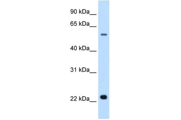 Solute Carrier Family 17 (Acidic Sugar Transporter), Member 5 (SLC17A5) (N-Term) Antikörper