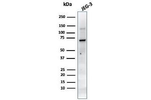 Western Blot Analysis of JEG-3 cell lysate using PLAP MAb (PL8-F6). (PLAP antibody)