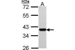 WB Image Sample (30 ug of whole cell lysate) A: Hep G2 , 10% SDS PAGE antibody diluted at 1:500 (PAX9 antibody)