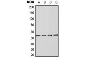 Western blot analysis of BAF53A expression in K562 (A), Raw264. (BAF53A antibody  (Center))
